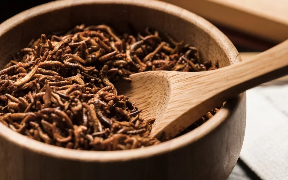 Insectos comestibles: los diez manjares exóticos y nutritivos que sorprenden al mundo