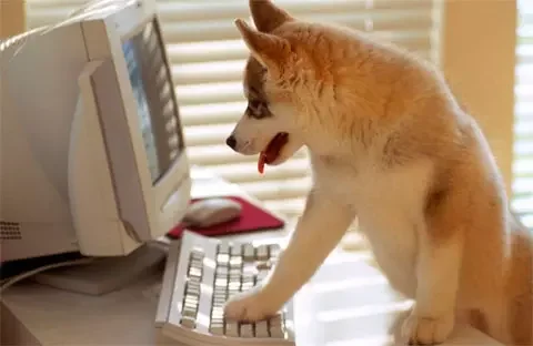 Llevar los perros al lugar de trabajo reduce el estrés y mejora las condiciones laborales