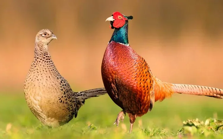 ¿Por qué en la mayoría de especies de aves los machos y las hembras tienen diferente tamaño?