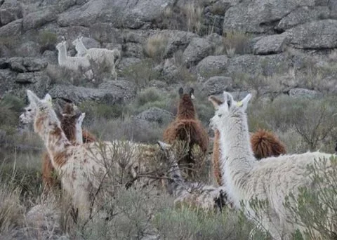 Zooterapia con llamas, una iniciativa que optimiza la vida