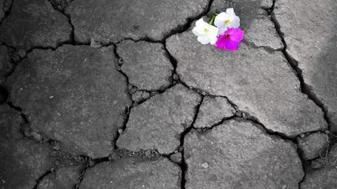 El camino de la resiliencia