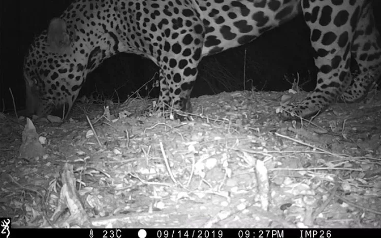 Imágenes inéditas de un yaguareté en el Parque Nacional "El Impenetrable"