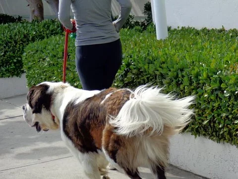 Mascotas en Vacaciones