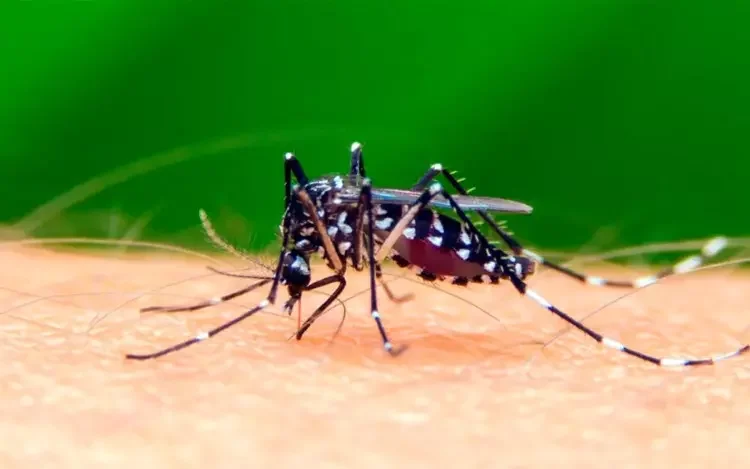 Guía para prevenir el contagio del Dengue