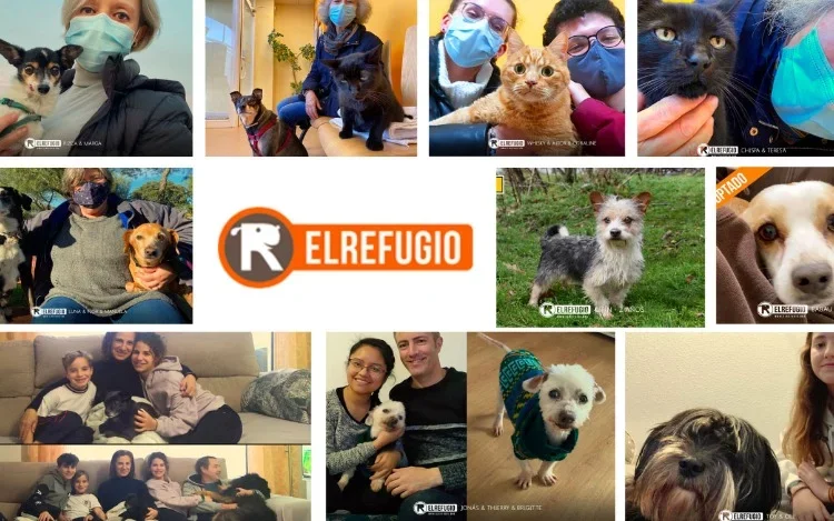 La otra cara de la pandemia: Historias de mascotas huérfanas del Covid que encuentran familia