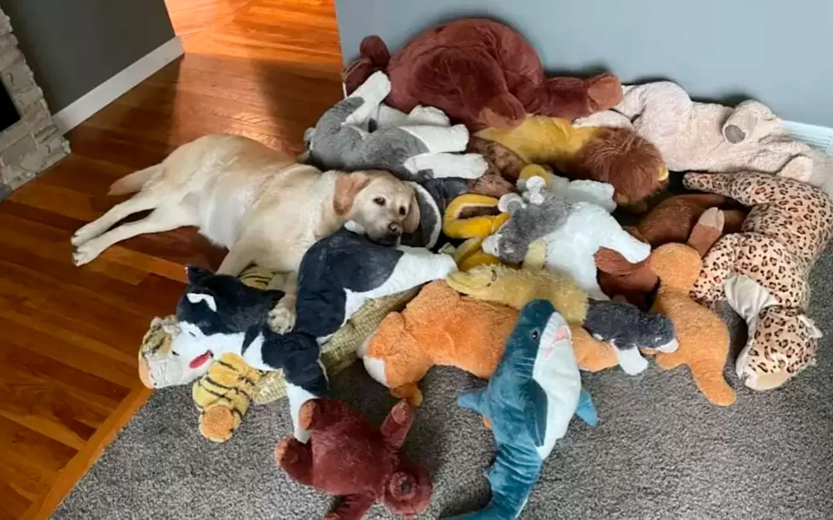 La perra que saca todos los días a sus 30 peluches al jardín y emociona con su rutina inquebrantable.