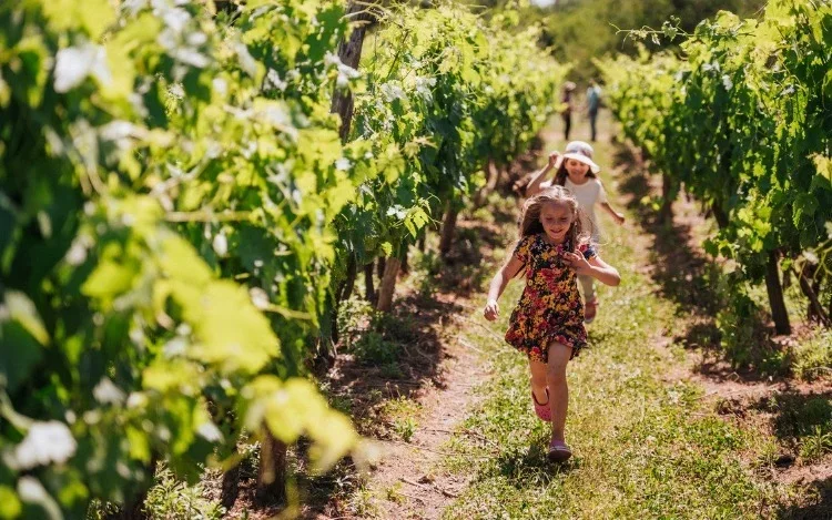 Vendimia en Uruguay: una escapada ideal para amantes del buen vino