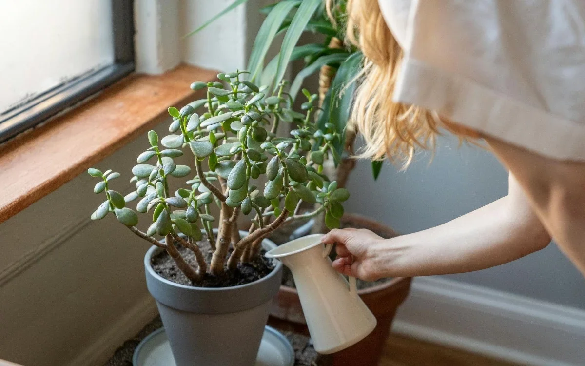 La planta del dinero que todos tienen pero casi nadie ubica bien: este es el lugar clave para atraer energía positiva en casa