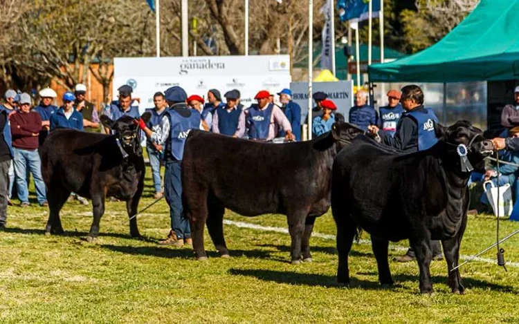 Olavarría ya comienza a vibrar con la Exposición Nacional Angus de Primavera