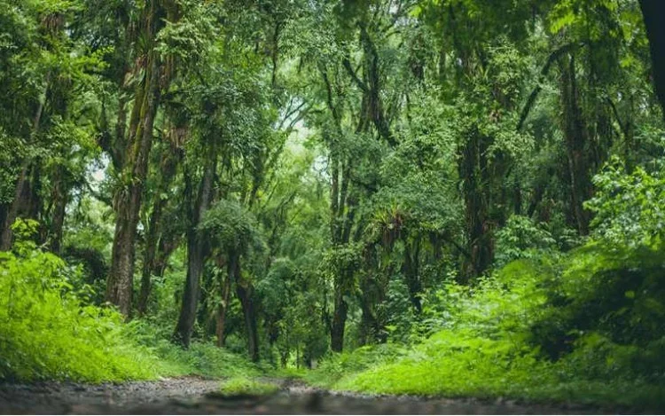 Una empresa argentina de transporte corporativo planta 500 árboles en las yungas tucumanas para convertirse en "CO2 Neutral"