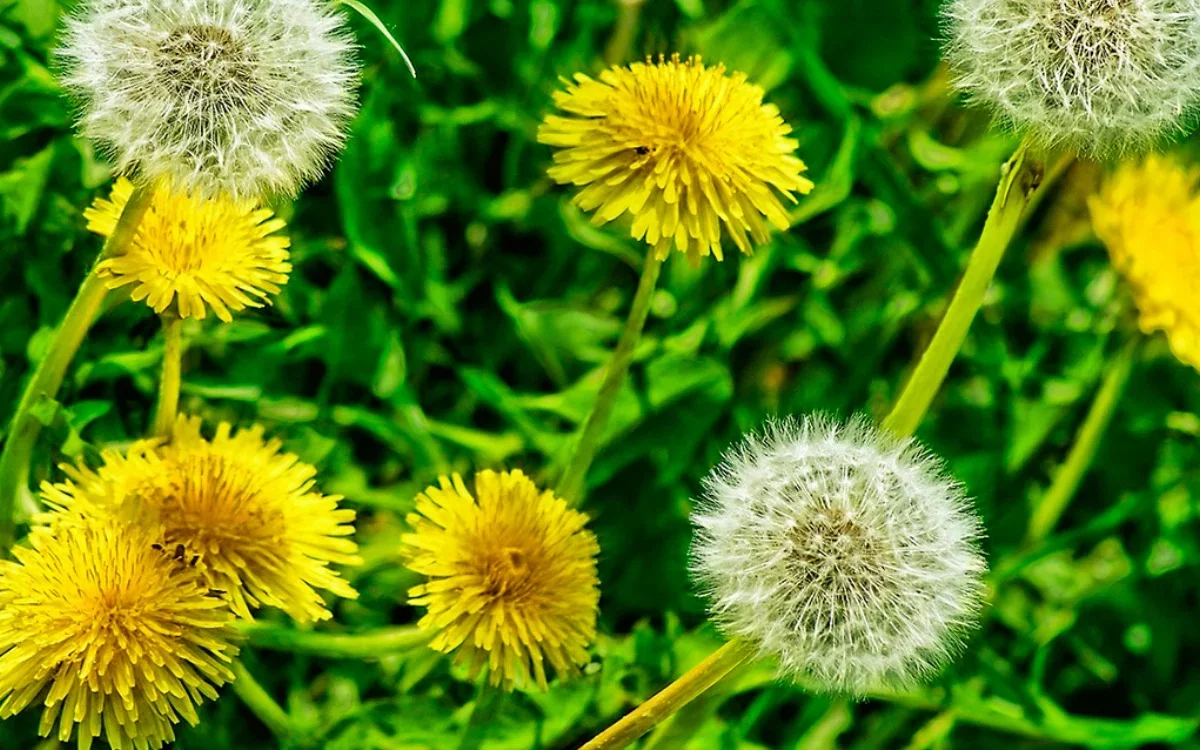 Diente de león: la planta nunca bien valorada que puede transformar tu salud