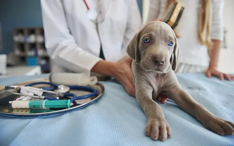 Fomentan vacunación de mascotas para prevenir la Rabia