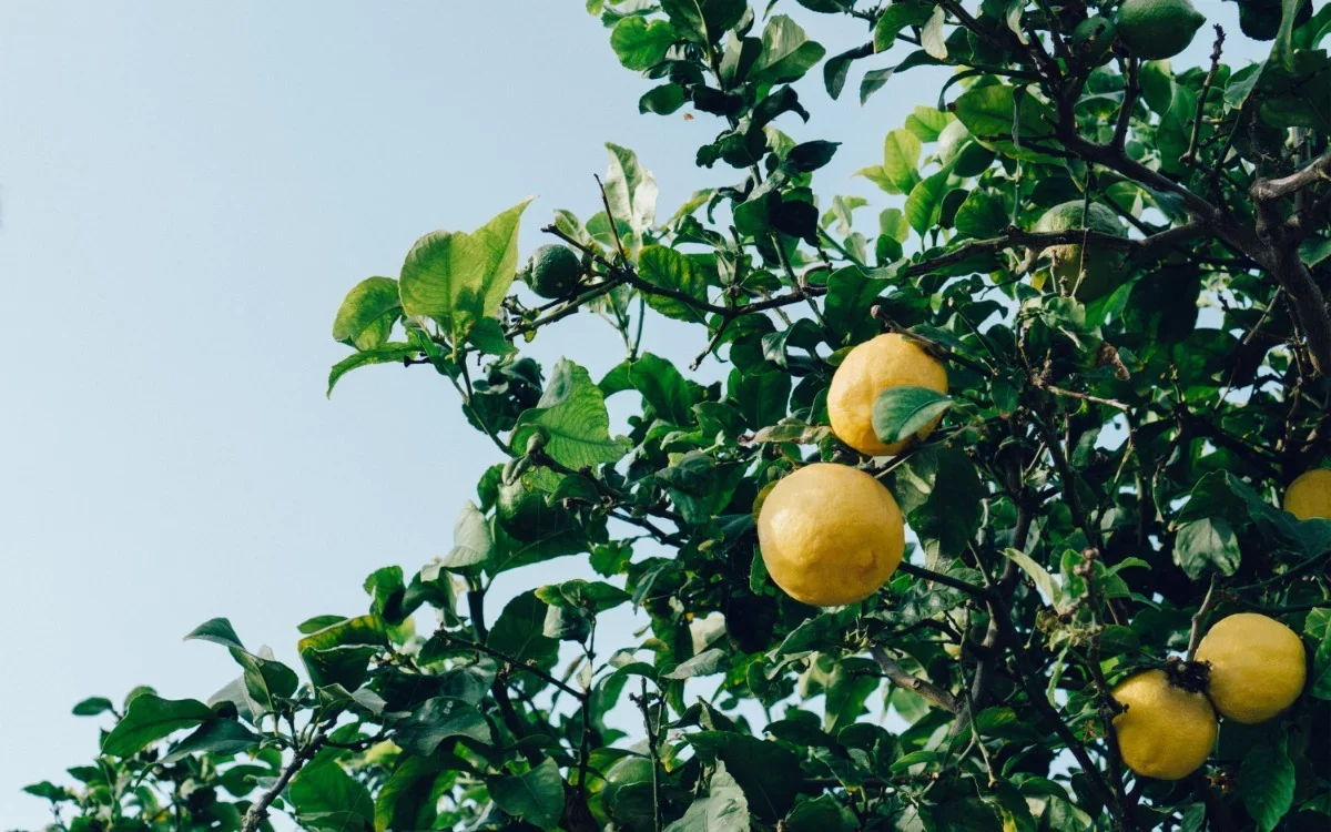 Limonero con flores: qué significa y por qué debes celebrarlo