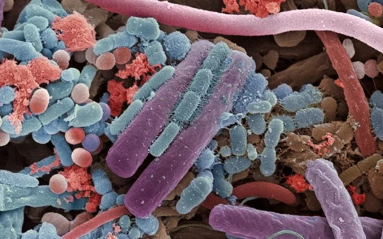 La microbiota intestinal, nuestros aliados microscópicos en el sistema inmune