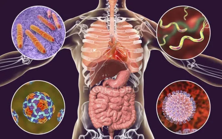 Las bacterias de nuestro sistema gastrointestinal, aliadas contra la COVID-19