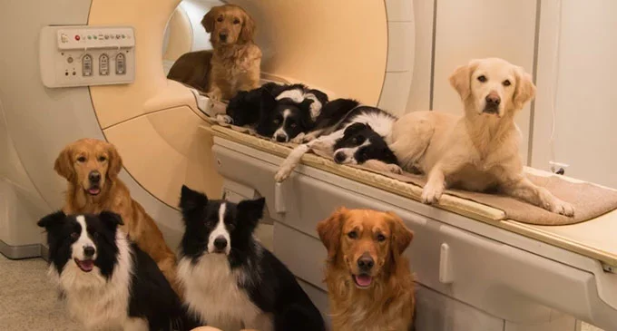 Escáneres cerebrales revelan lo que los perros realmente piensan de nosotros